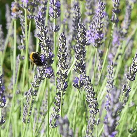 Hébergement de vacances Talblick 2 - Ihr Mitten Im Idyllischen Tal Bad Bibra